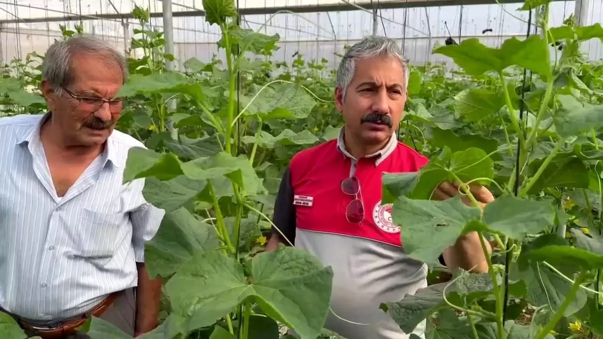 adiyamanda modern sera yatirimlariyla tarimsal uretim artiyor 6CA9AgSv