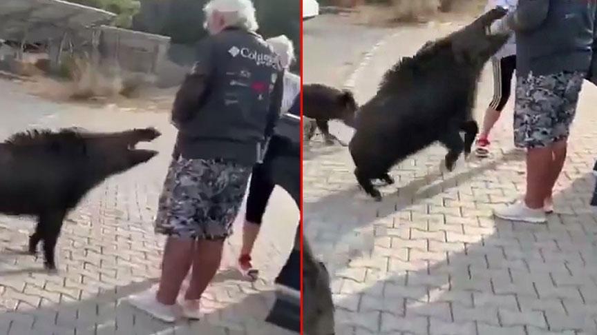 aydinda dehsete dusuren olay besledigi yaban domuzu tatilciyi isirdi 6FehuraN.jpg