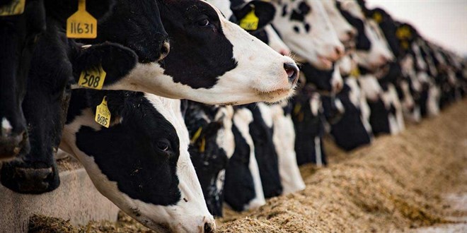 tarim ve orman bakanligi duyurdu sap hastaligi kontrol altina alindi zGw1TB3e.jpg